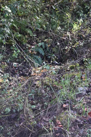 a view of a large yard with lots of trees