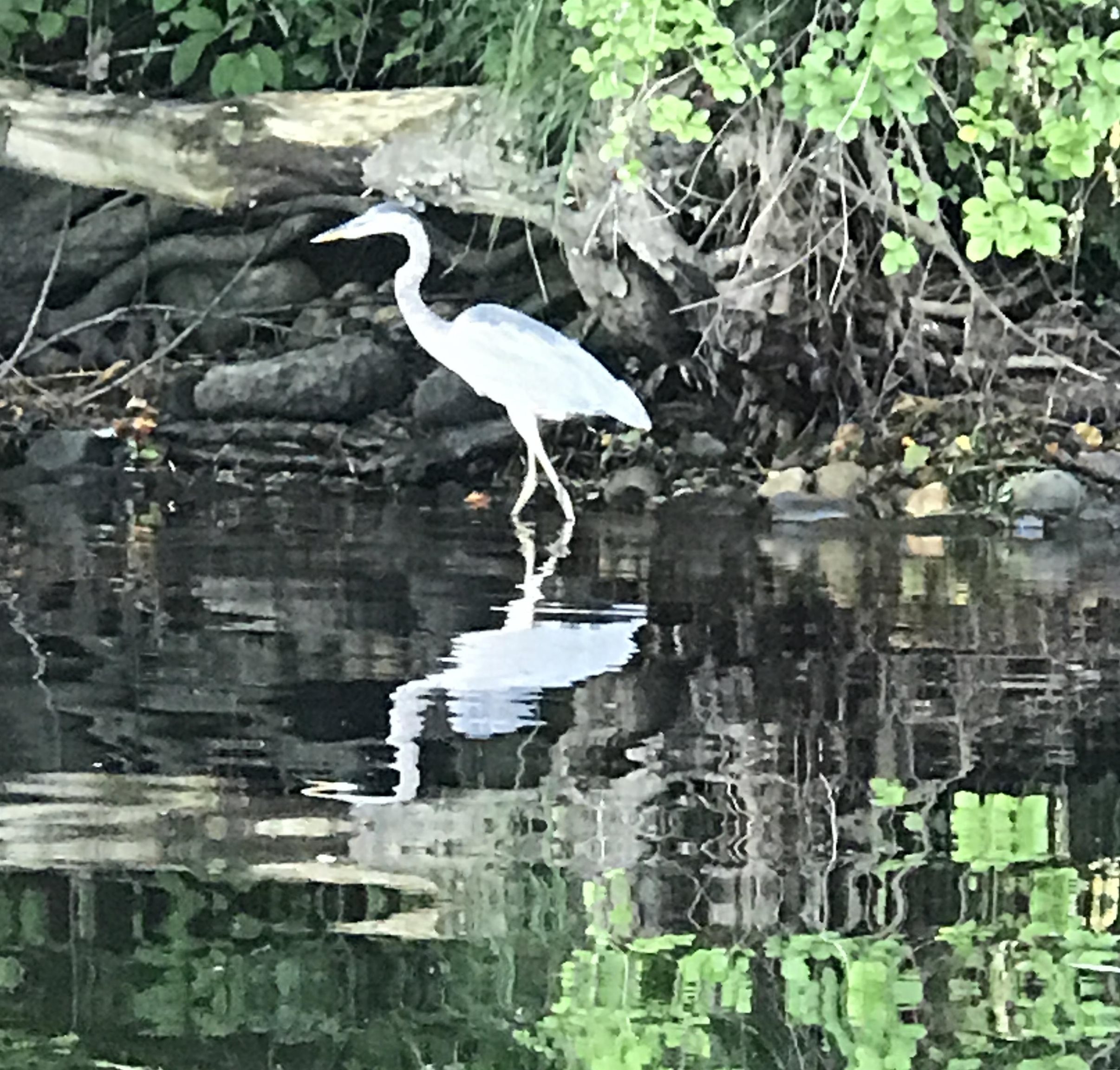13 Ferry Road Bow, NH 03304 - Photo 55 of 62
