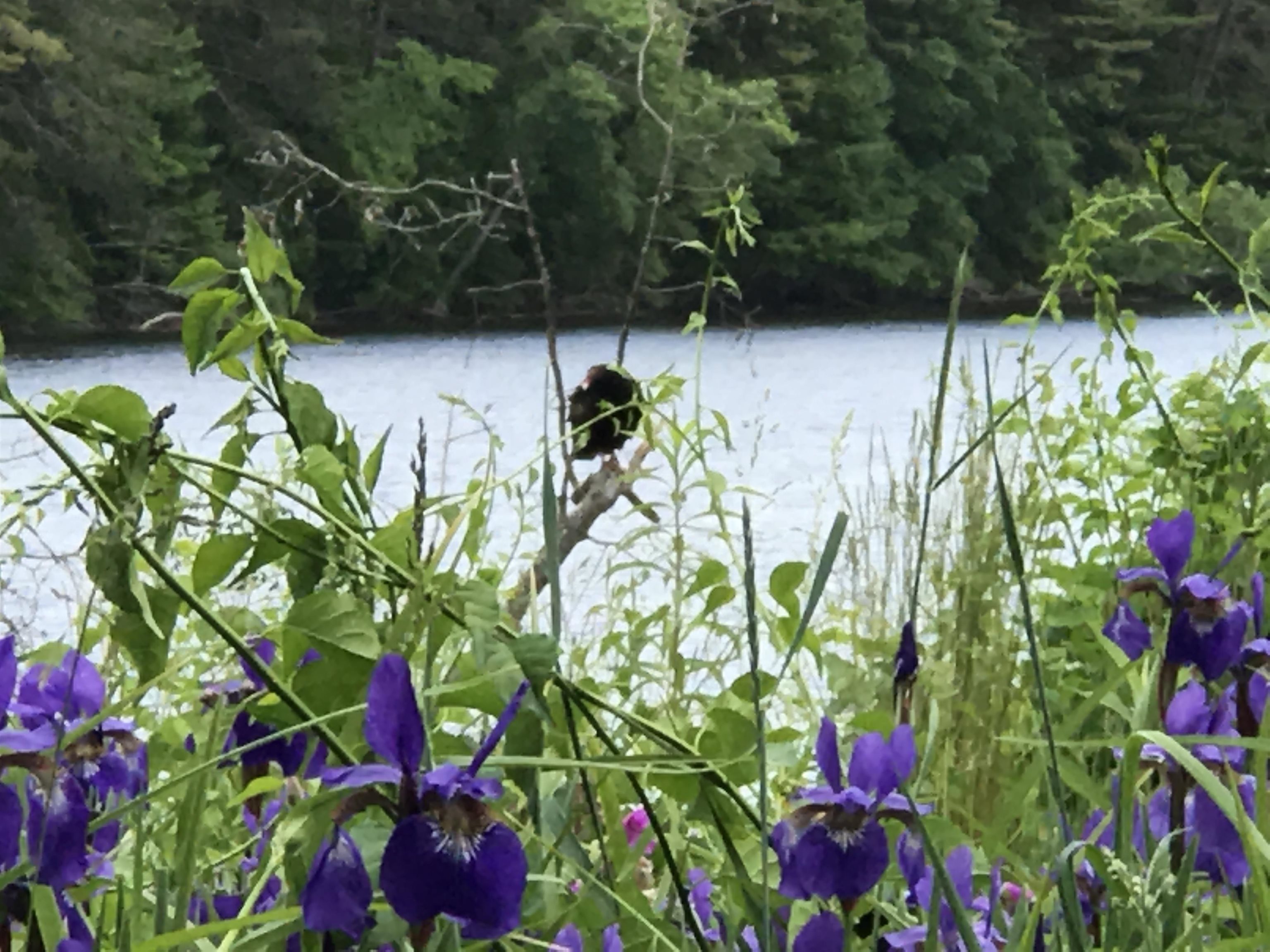 13 Ferry Road Bow, NH 03304 - Photo 59 of 62