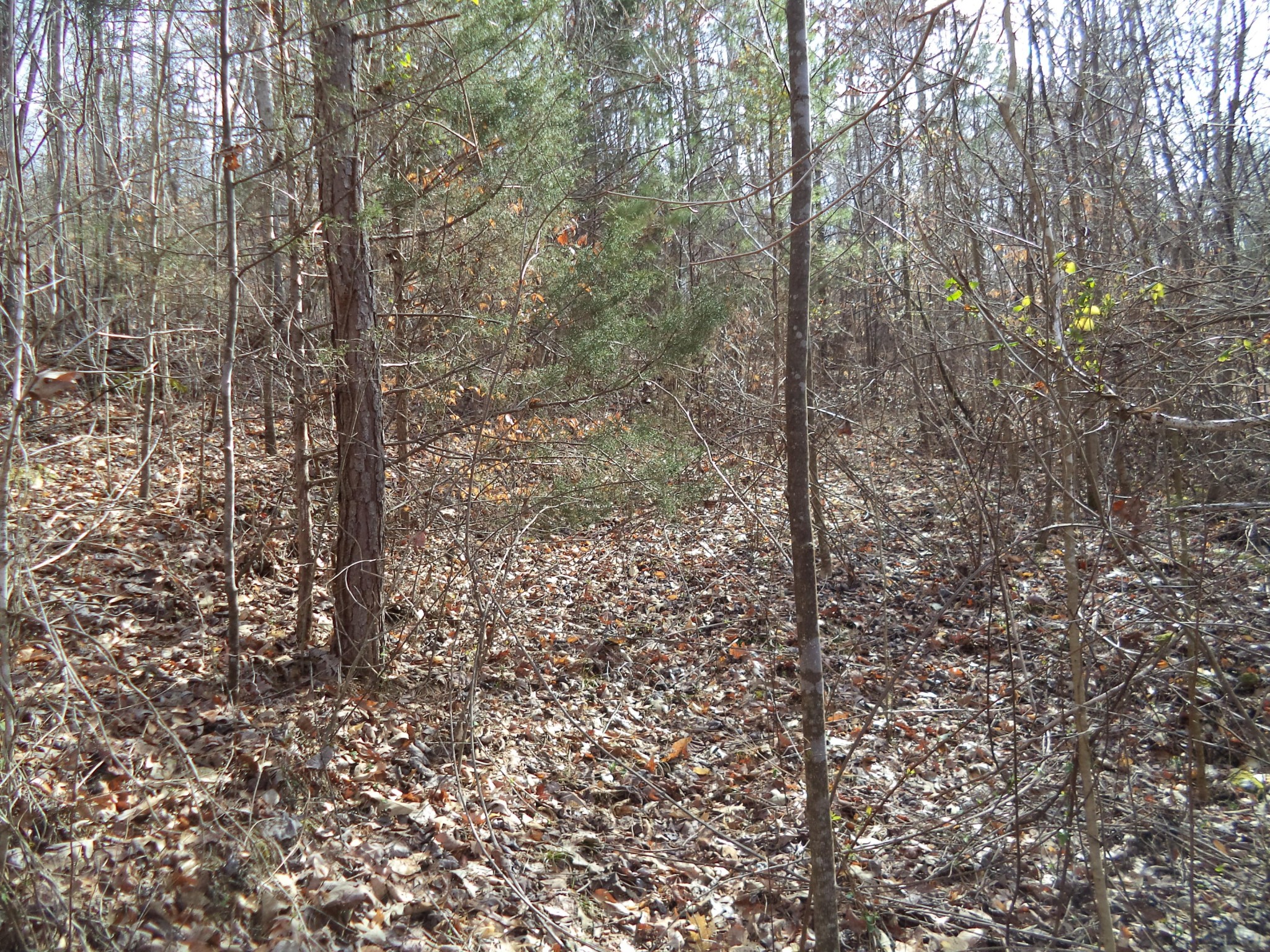 0 Jane Dyer Road Luttrell, TN 37779 - Photo 8 of 8