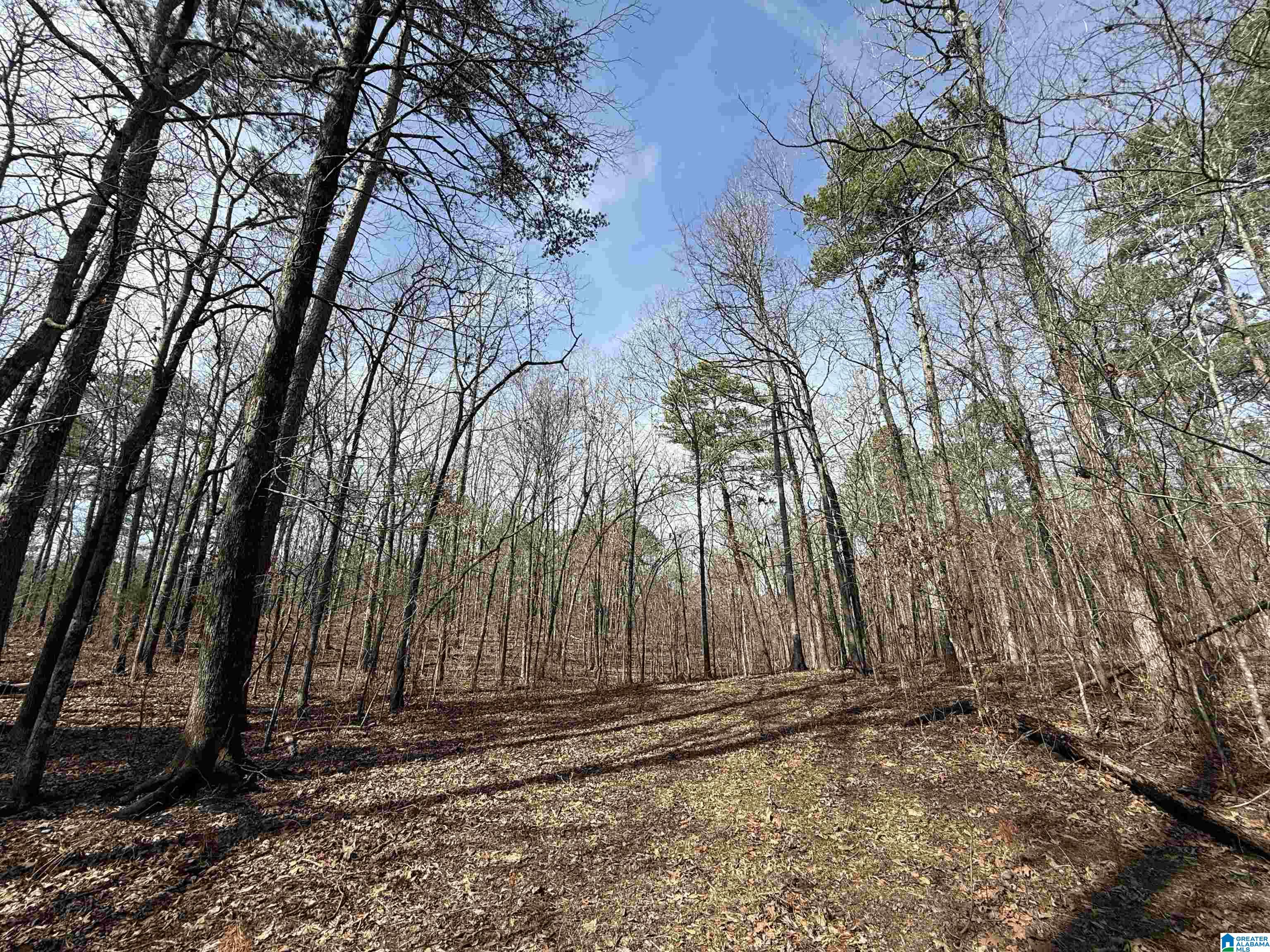 329-acres Ragan Chapel Road Ohatchee, AL 36271 - Photo 40 of 42 Gallery Image 40