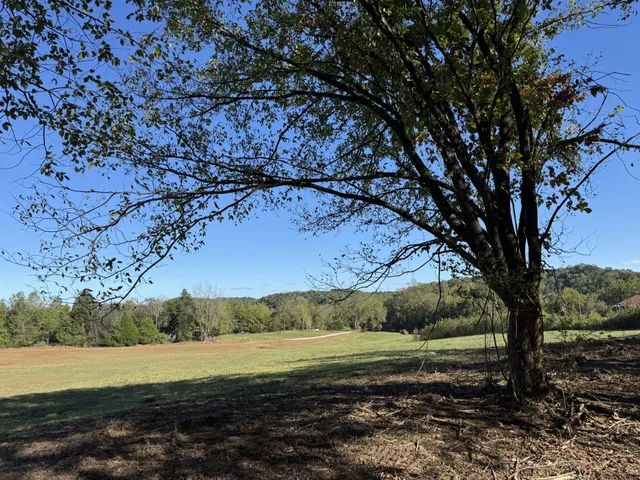 a view of yard with trees