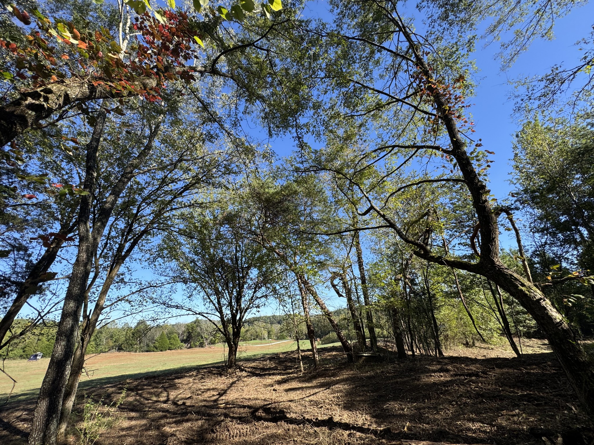 0 West Blue Creek Road Waverly, TN 37185 - Photo 12 of 26 a view of yard with trees