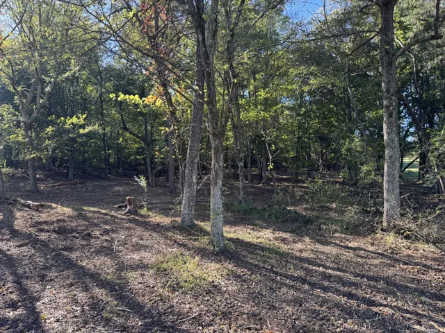 a view of a forest with trees in the background