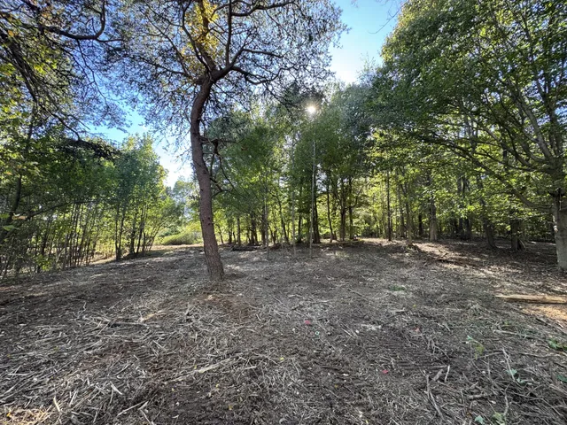 a view of a forest with trees