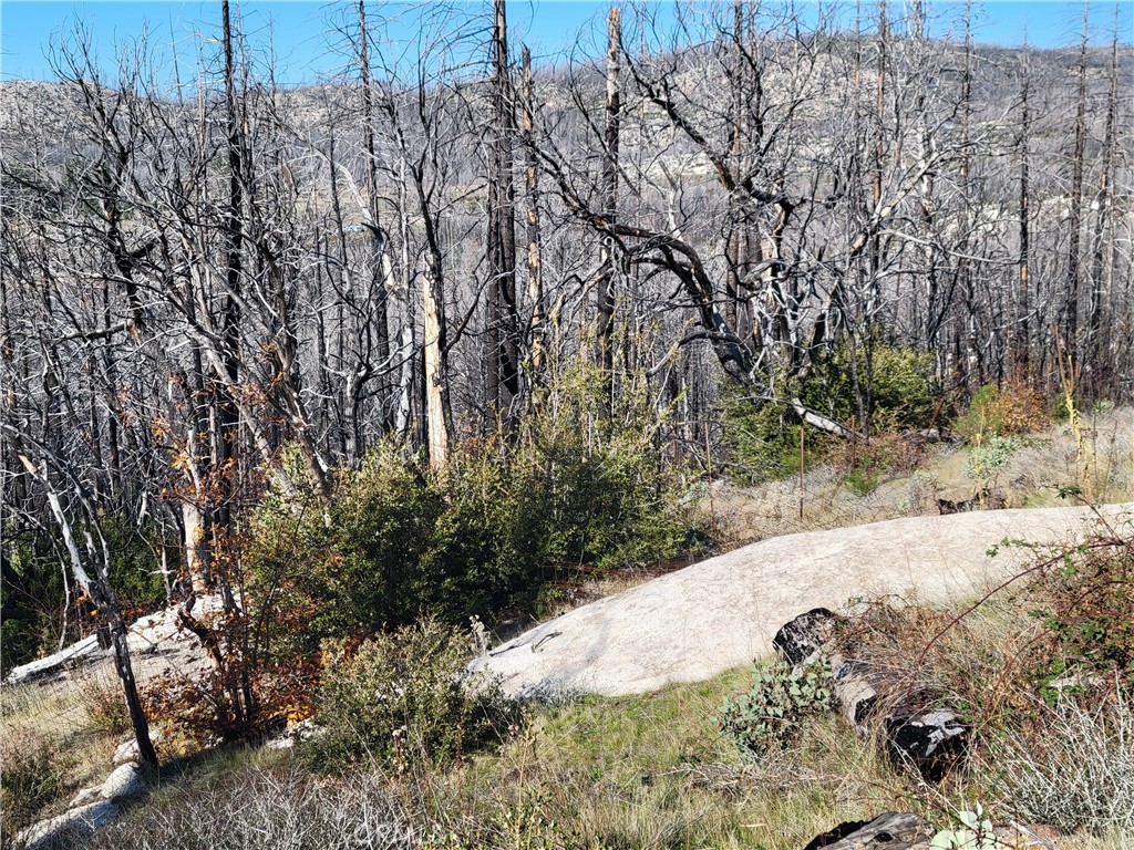 161 Shadow Creek Road Berry Creek, CA 95916 - Photo 16 of 22 a view of a yard with trees