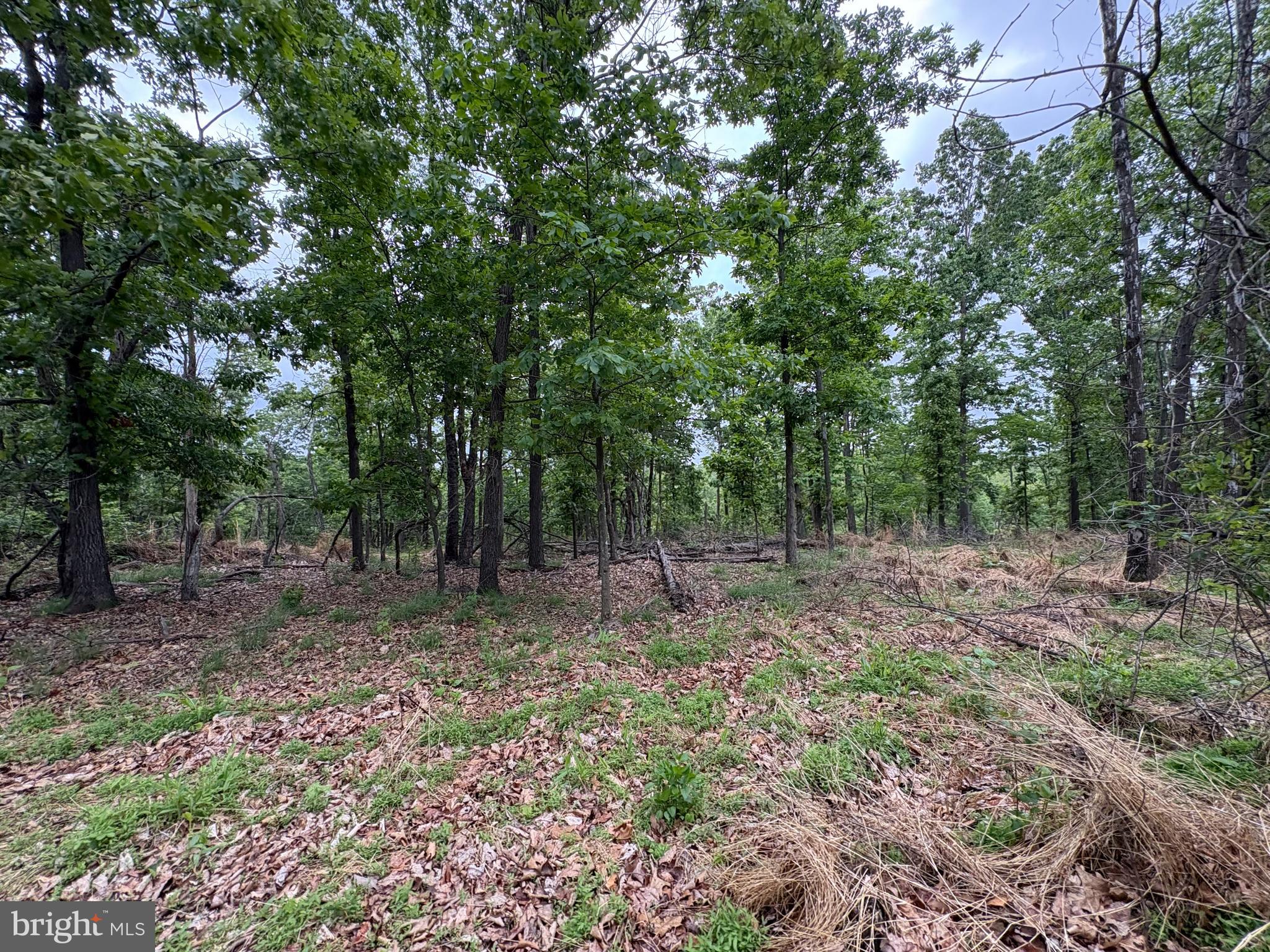 40.15-ac Middle Ridge Road Burlington, WV 26710 - Photo 28 of 47