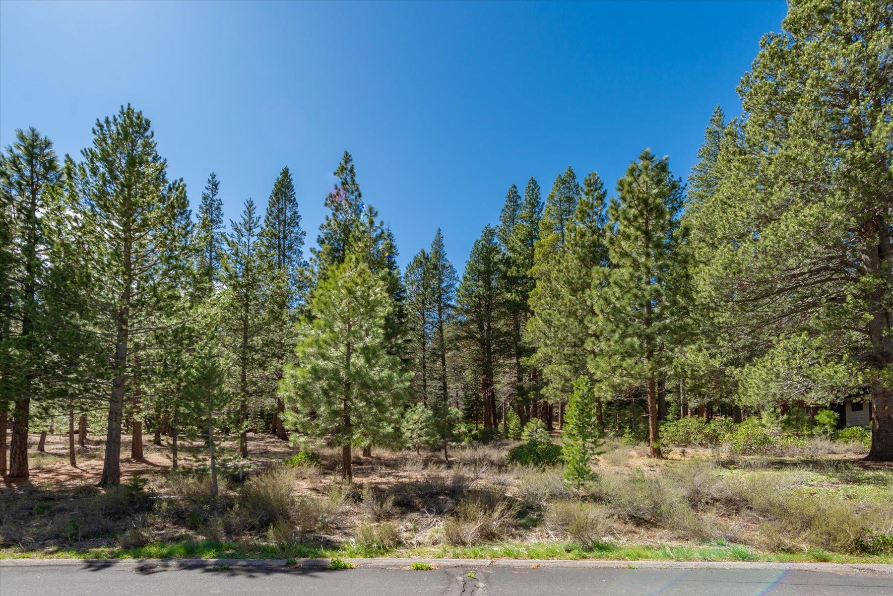 11850 Bottcher Loop Truckee, CA 96161 - Photo 1 of 18 a view of a yard with palm trees