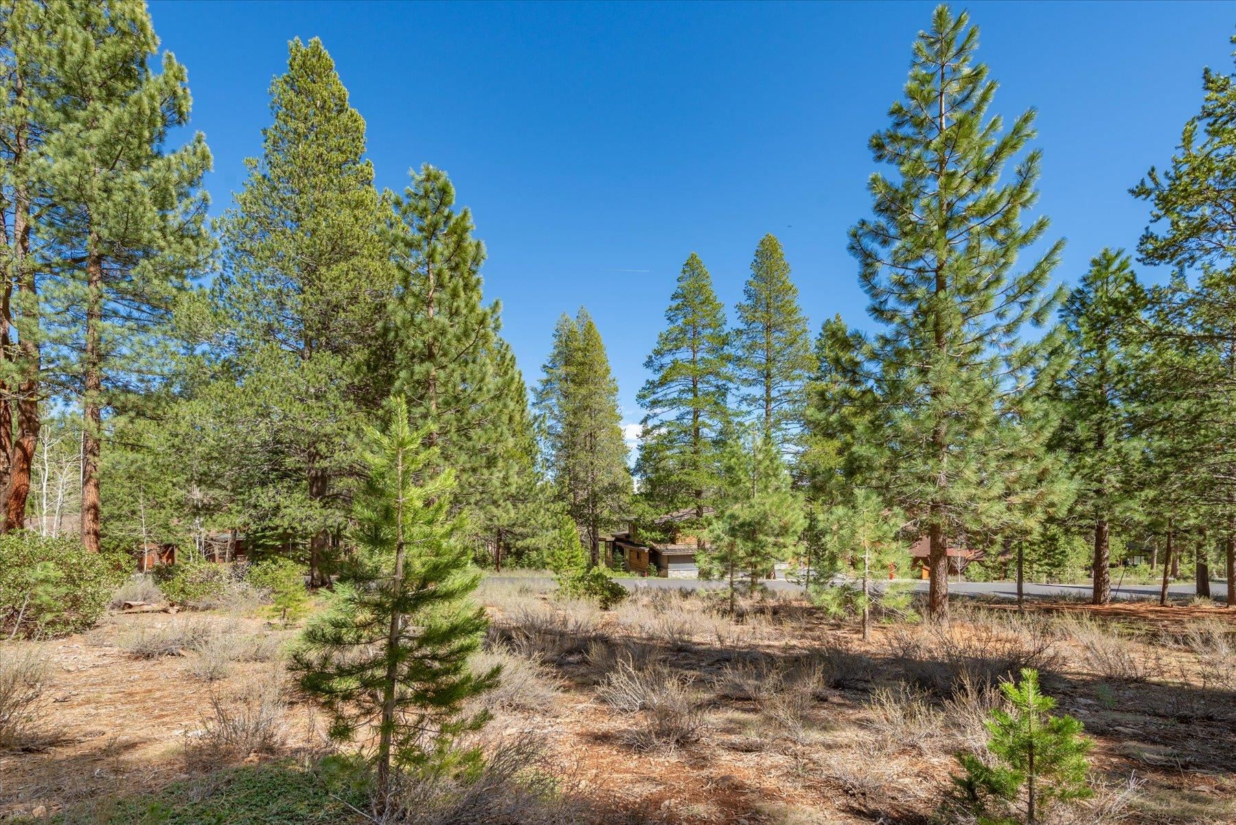 11850 Bottcher Loop Truckee, CA 96161 - Photo 11 of 18 a view of a green yard with large trees