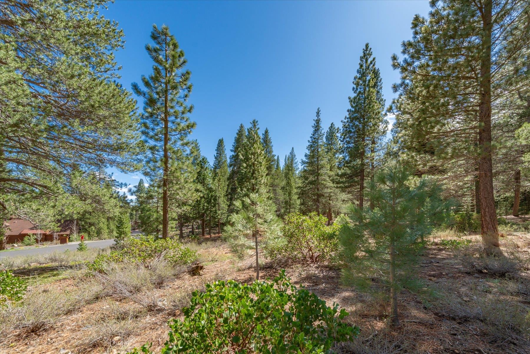 11850 Bottcher Loop Truckee, CA 96161 - Photo 13 of 18 a view of a forest filled with trees