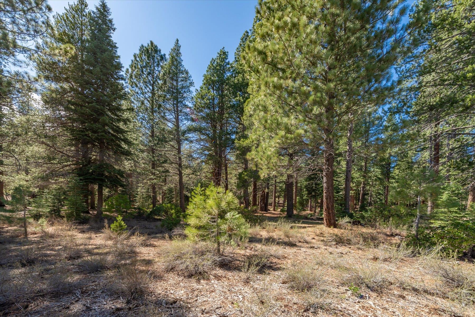 11850 Bottcher Loop Truckee, CA 96161 - Photo 14 of 18 a view of outdoor space and tree