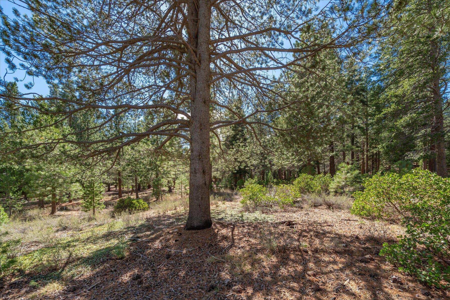 11850 Bottcher Loop Truckee, CA 96161 - Photo 18 of 18 a view of a trees in a yard