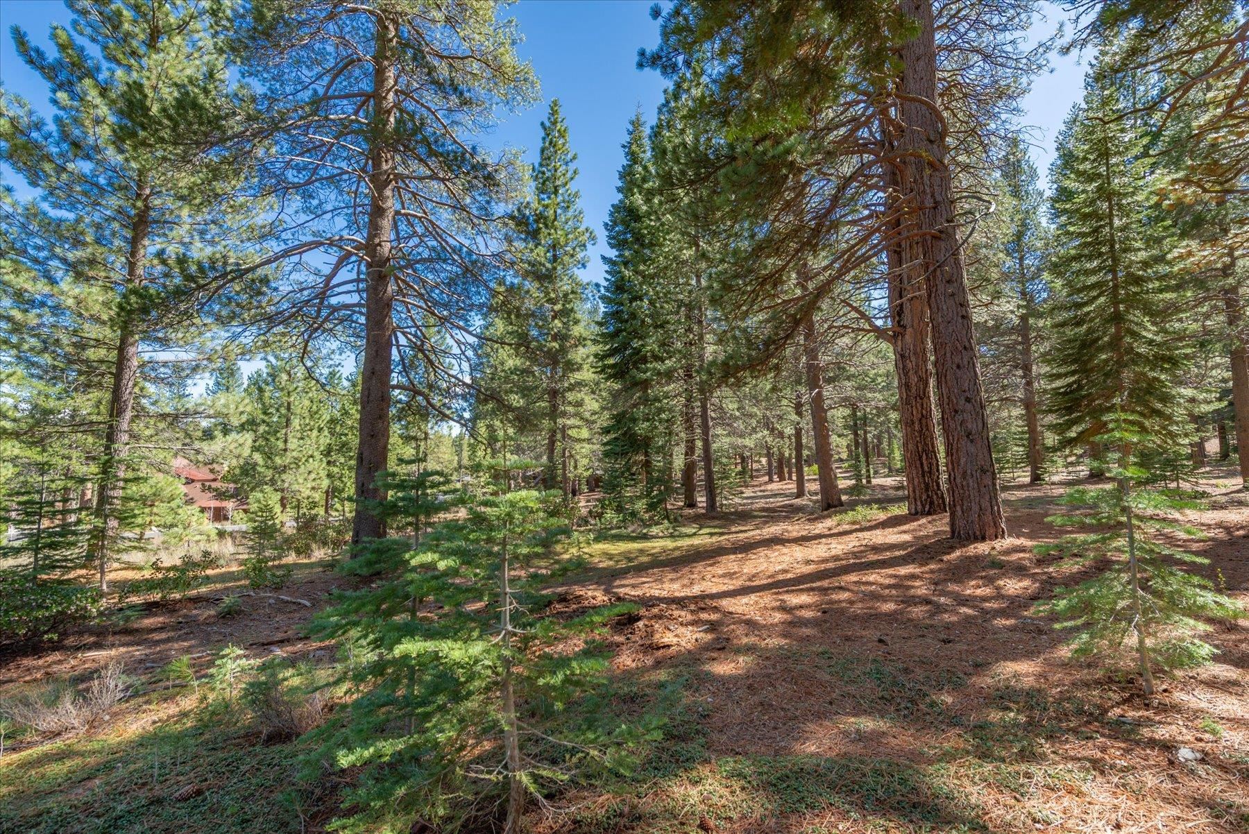 11850 Bottcher Loop Truckee, CA 96161 - Photo 6 of 18 a view of outdoor space with trees