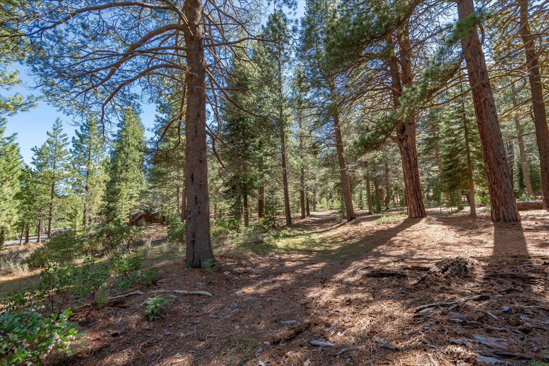 11850 Bottcher Loop Truckee, CA 96161 - Photo 7 of 18 a view of a tree with lots of trees