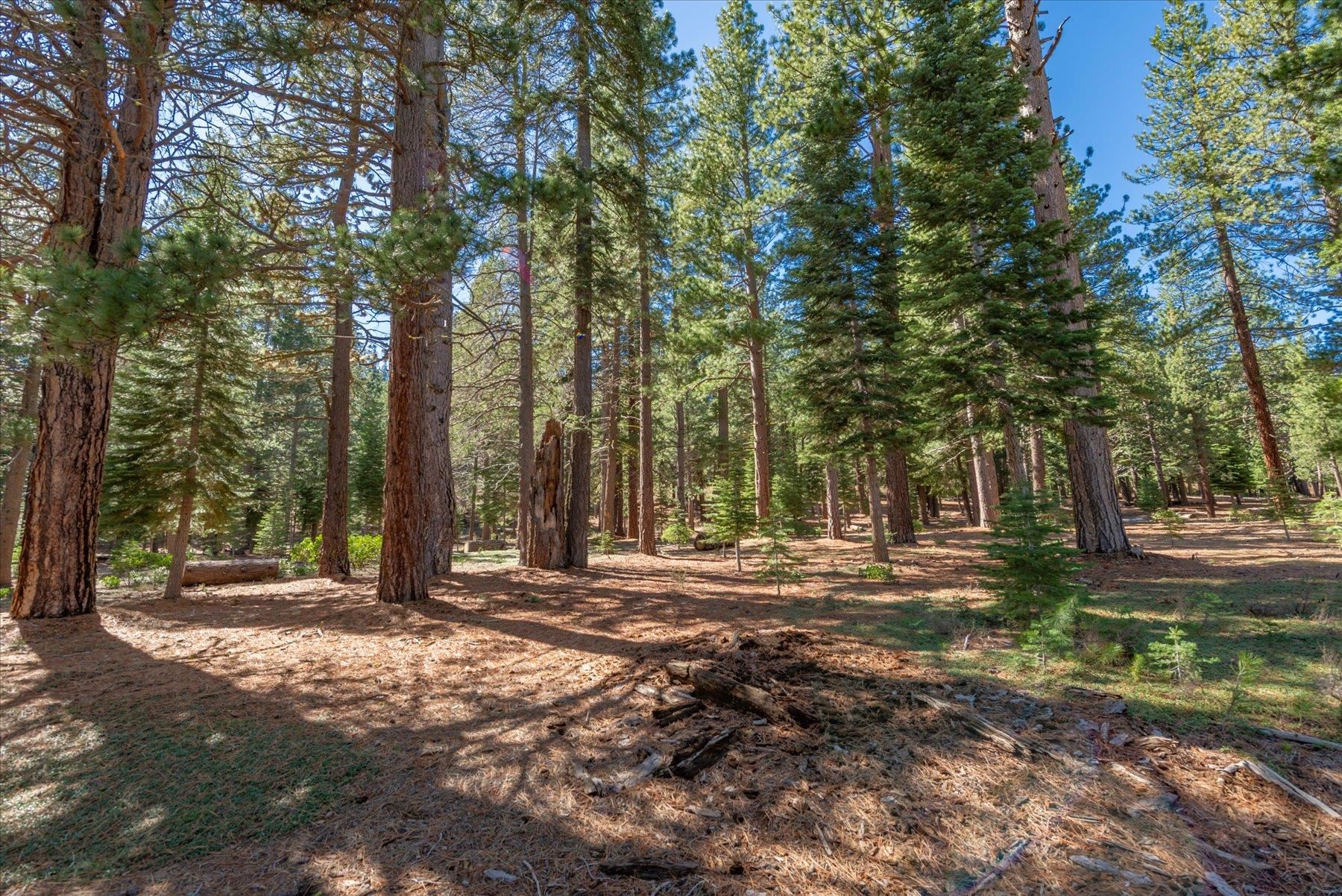 11850 Bottcher Loop Truckee, CA 96161 - Photo 8 of 18 a backyard of a house with lots of green space