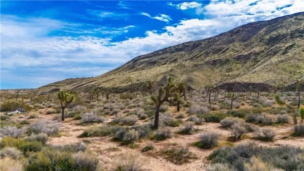 a view of a dry space with lots of trees