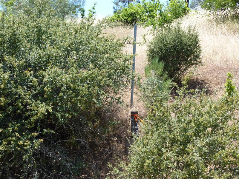 229 Yolla Bolly Road Igo, CA 96047 - Photo 19 of 22 a view of a forest with a tree