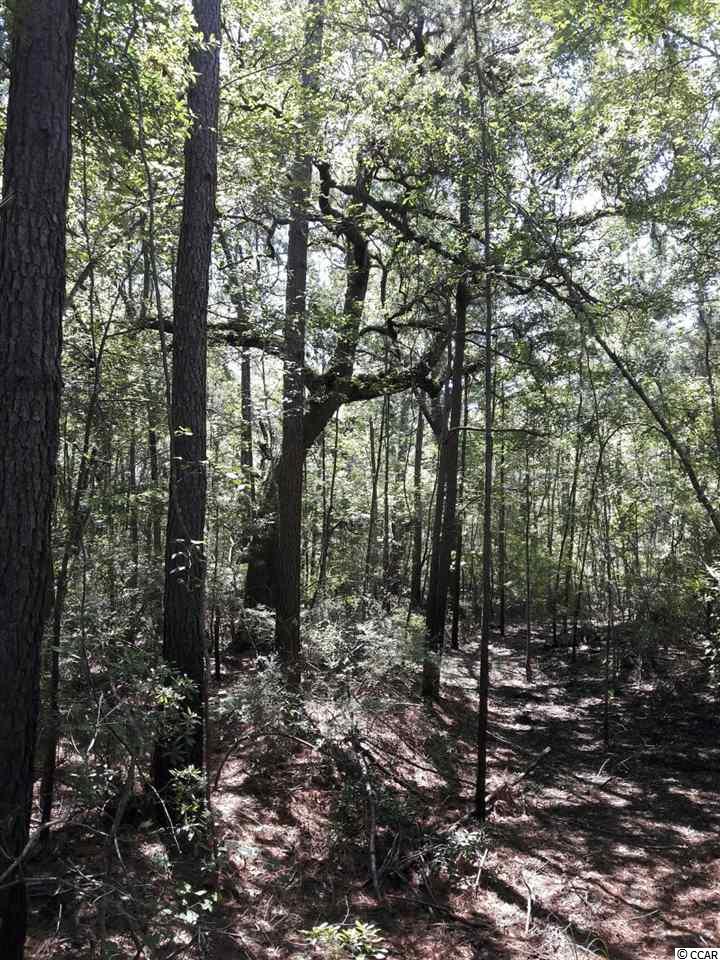 151-acres 151-acres Depot Road Conway, SC 29526 - Photo 4 of 23 Gallery Image 4