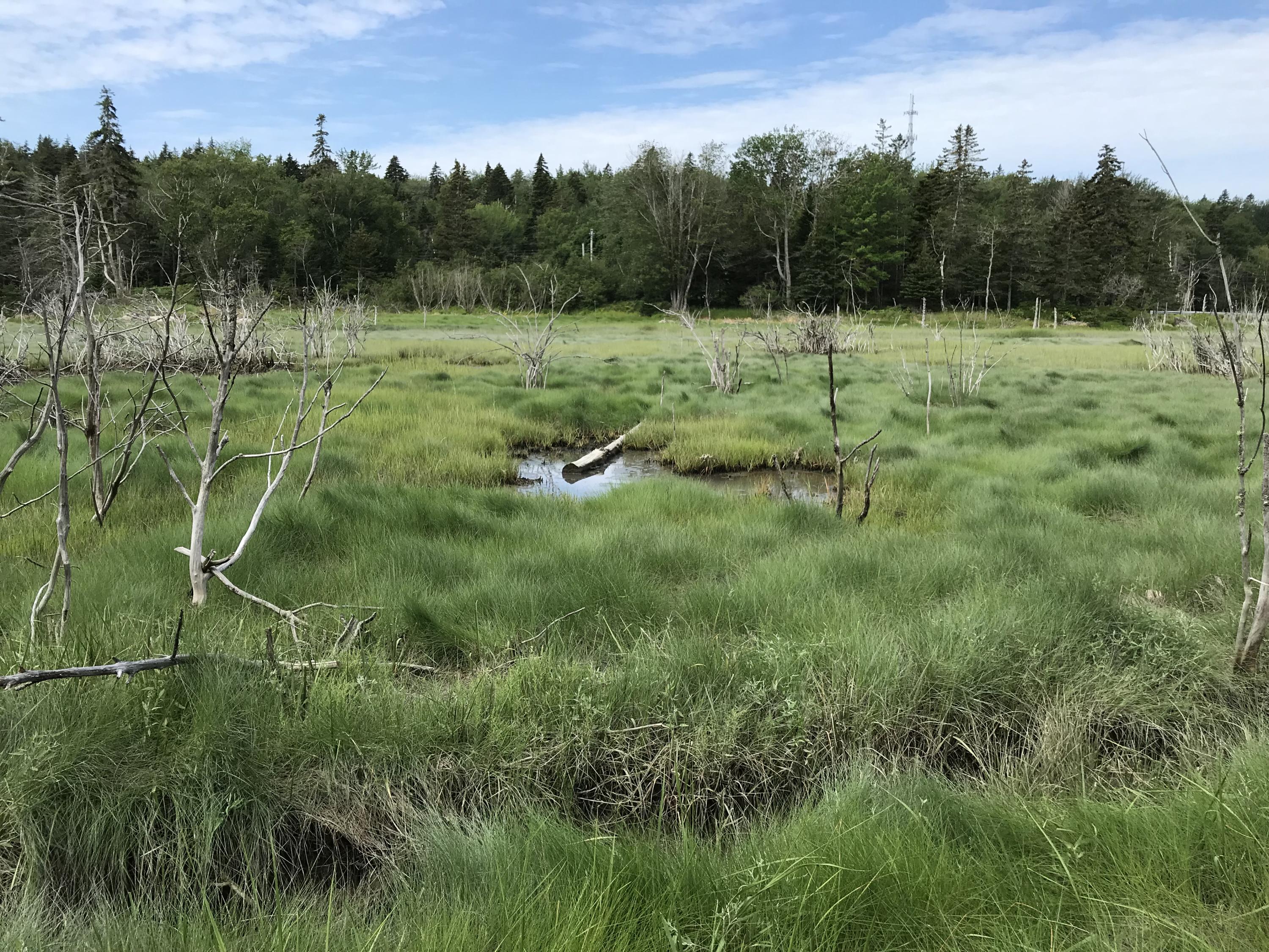 265 North Haven Road Vinalhaven, ME 04863 - Photo 8 of 33 6. salt panne