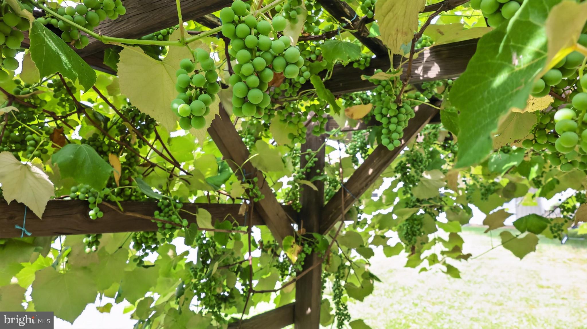 285 School Lane Road Gap, PA 17527 - Photo 53 of 56 Lush green grapes on a trellis.