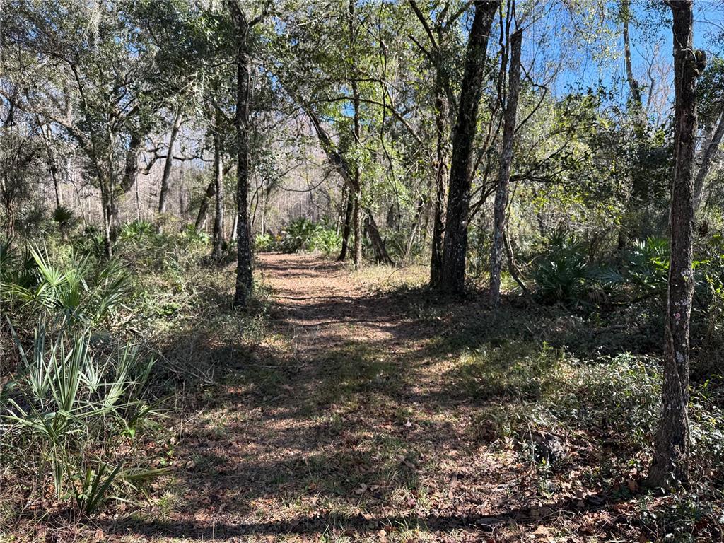 18630 Bradshaw Road Dade City, FL 33523 - Photo 32 of 43 a view of outdoor space with trees