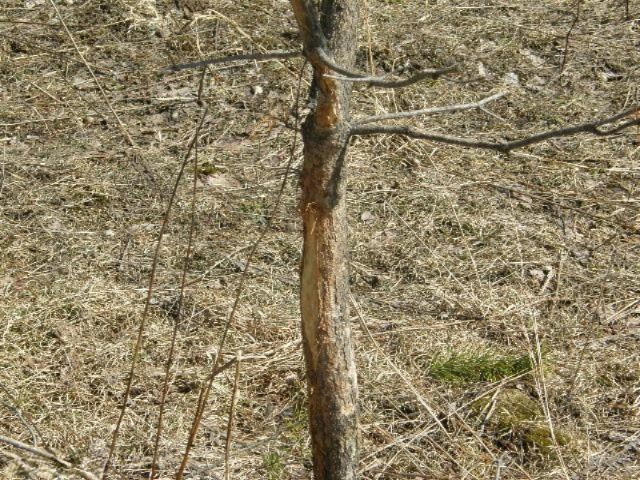 East Beyer Road, Unit 15A Free Soil, MI 49411 - Photo 2 of 19 Additional Photo