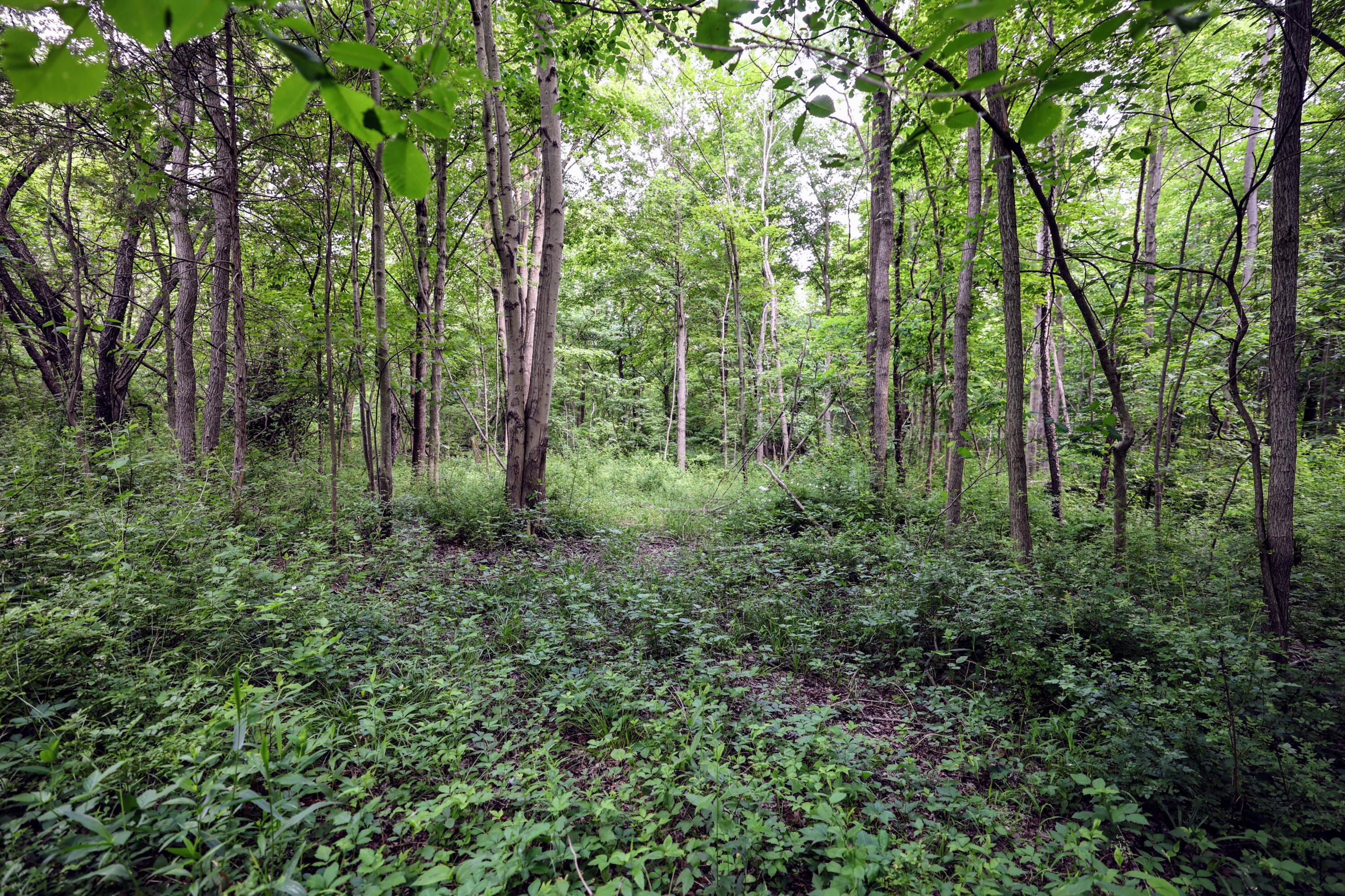 Vl Black River Road Bangor, MI 49013 - Photo 44 of 54 44