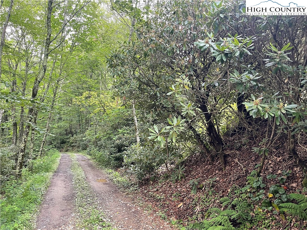 Snowridge Road Banner Elk, NC 28604 - Photo 2 of 7 a view of a pathway both side of yard