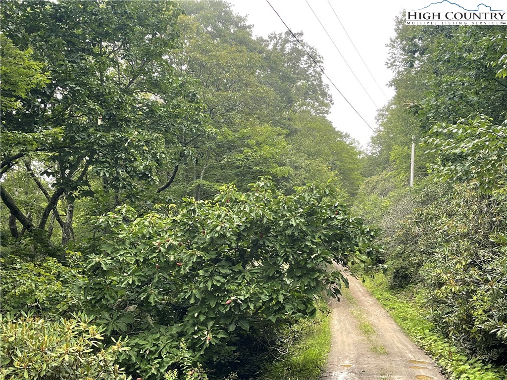 Snowridge Road Banner Elk, NC 28604 - Photo 4 of 7 a view of a forest of a house