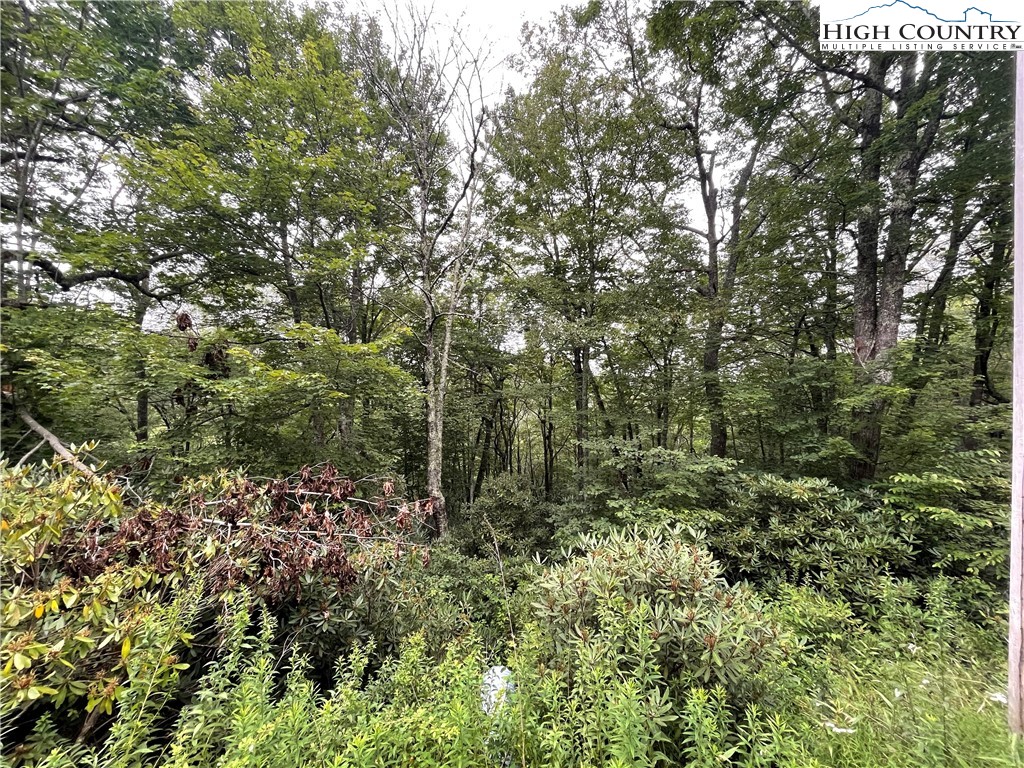 Snowridge Road Banner Elk, NC 28604 - Photo 6 of 7 a view of a forest with a tree