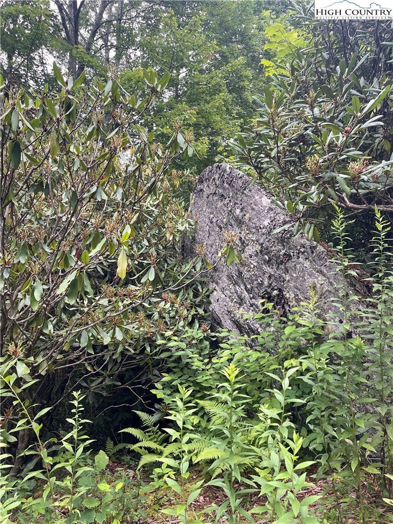 Snowridge Road Banner Elk, NC 28604 - Photo 7 of 7 a view of a tree
