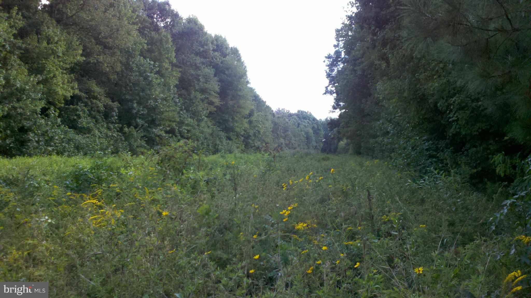 27211 Line Road Federalsburg, MD 21632 - Photo 22 of 28 Drainage Ditch looking South