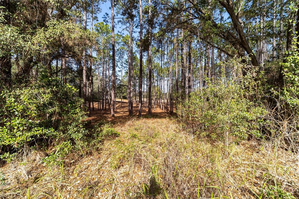 38 Cedar Tree Terrace Ocala, FL 34472 - Photo 15 of 18 a view of outdoor space with deck and tree