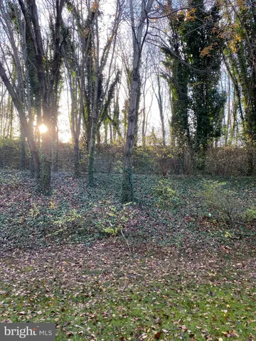 a view of a forest that has large trees