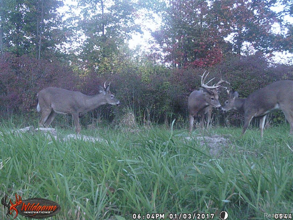 0 Squaw Creek Road Fostoria, MI 48435 - Photo 2 of 8 Gallery Image 2