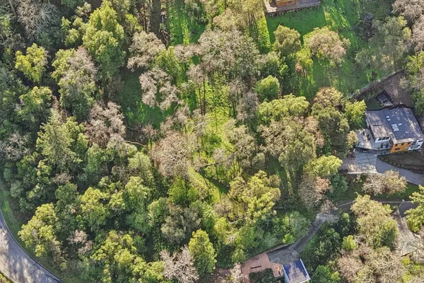 a view of a garden with plants