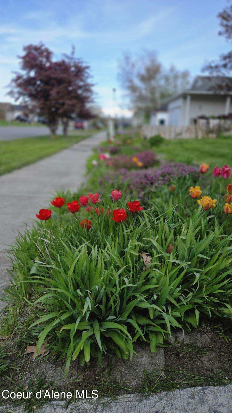 7554 West Robin Road Rathdrum, ID 83858 - Photo 31 of 33 Tulips 2