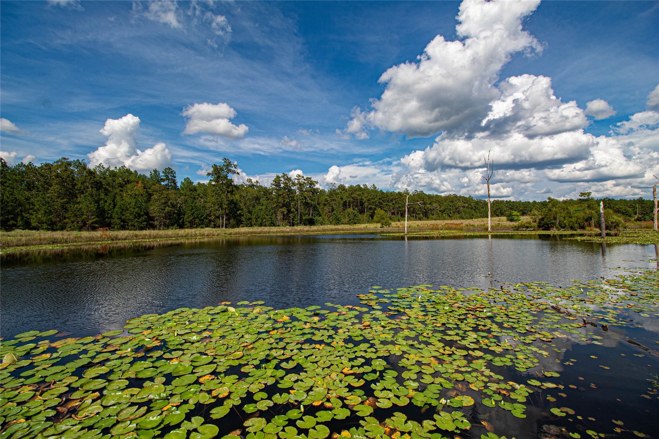 20720 Highway 59 Corrigan, TX 75939 - Photo 2 of 50 a view of a lake