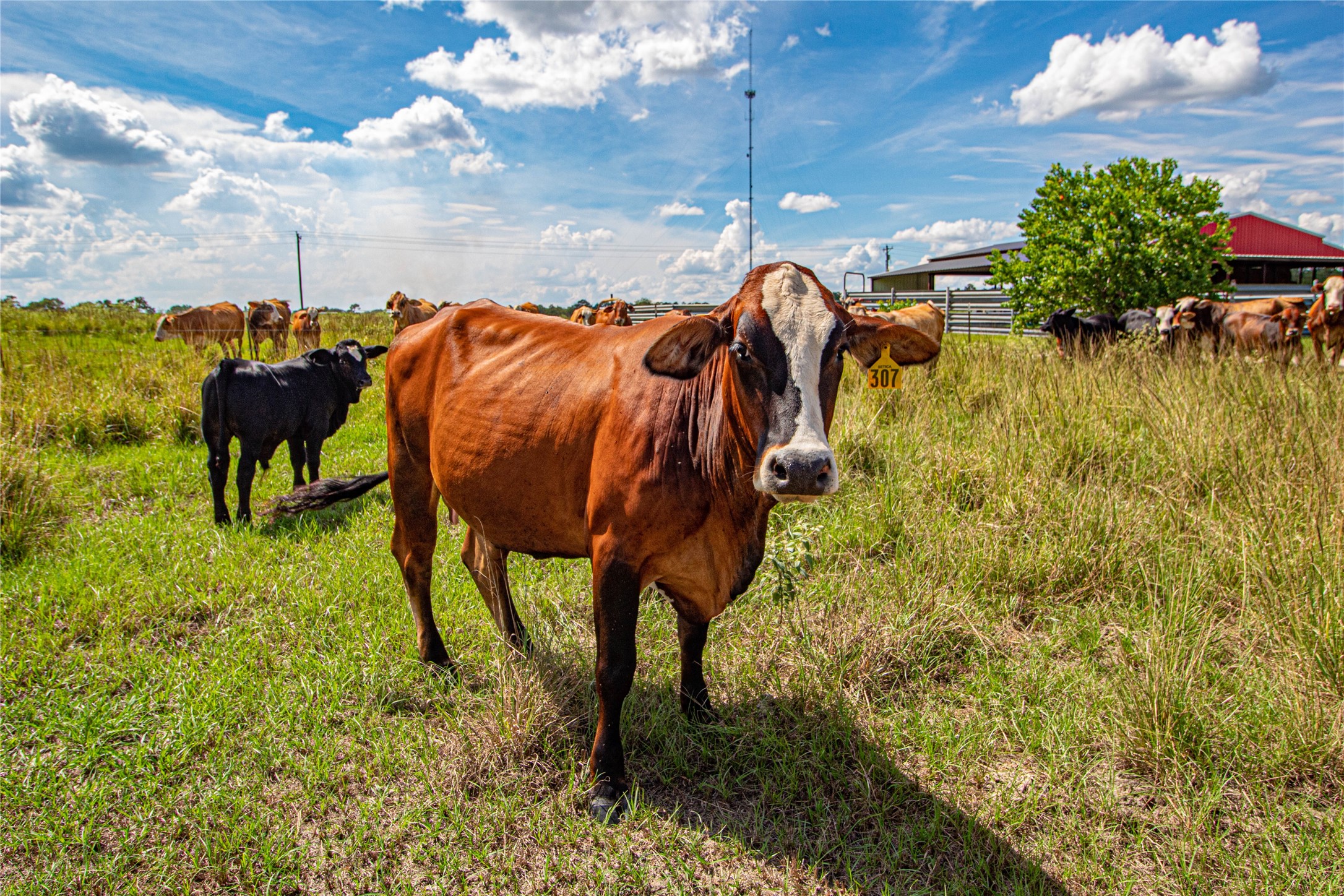 20720 Highway 59 Corrigan, TX 75939 - Photo 34 of 50 a view of yard from a sink