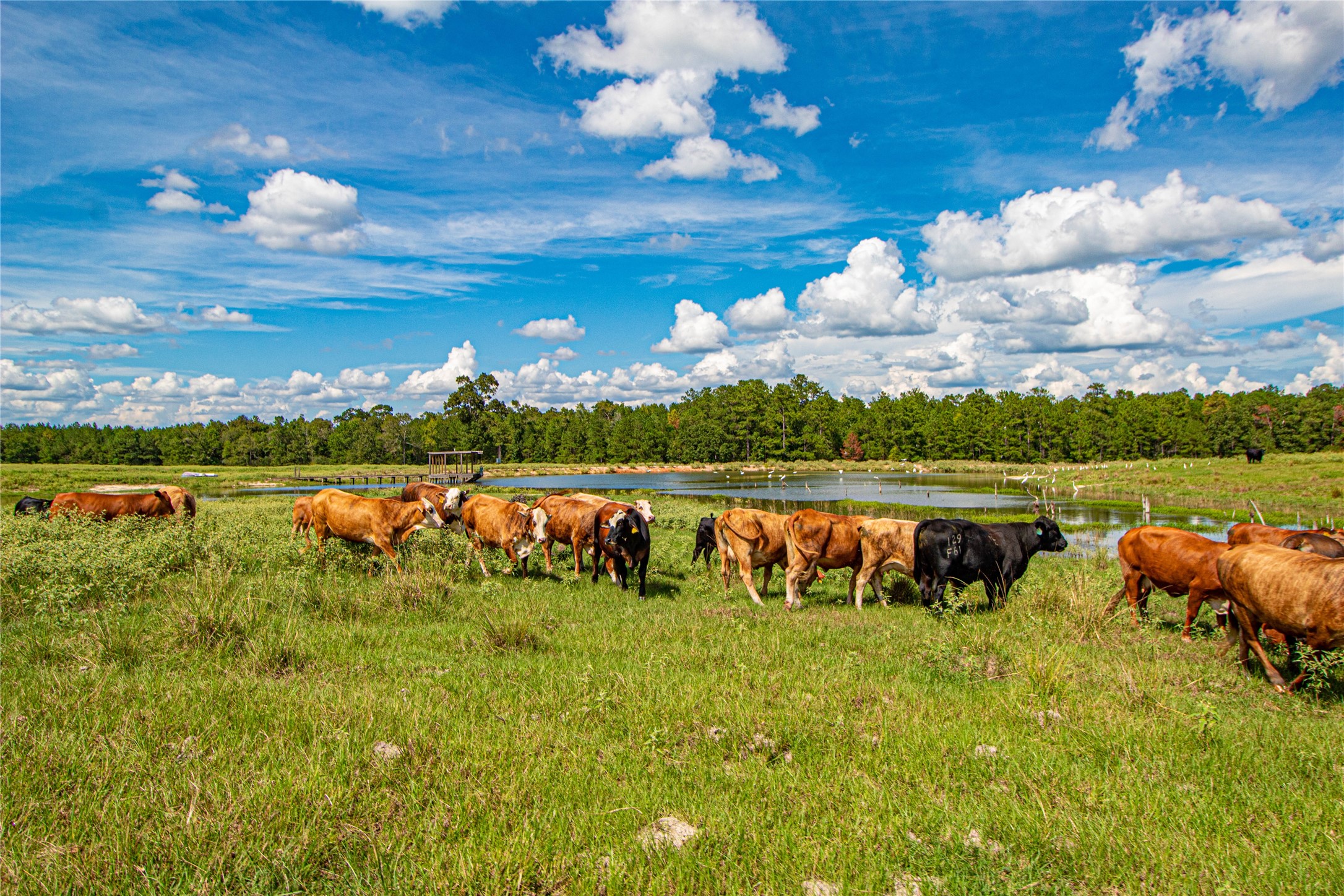20720 Highway 59 Corrigan, TX 75939 - Photo 35 of 50 a view of a lake with houses in the back