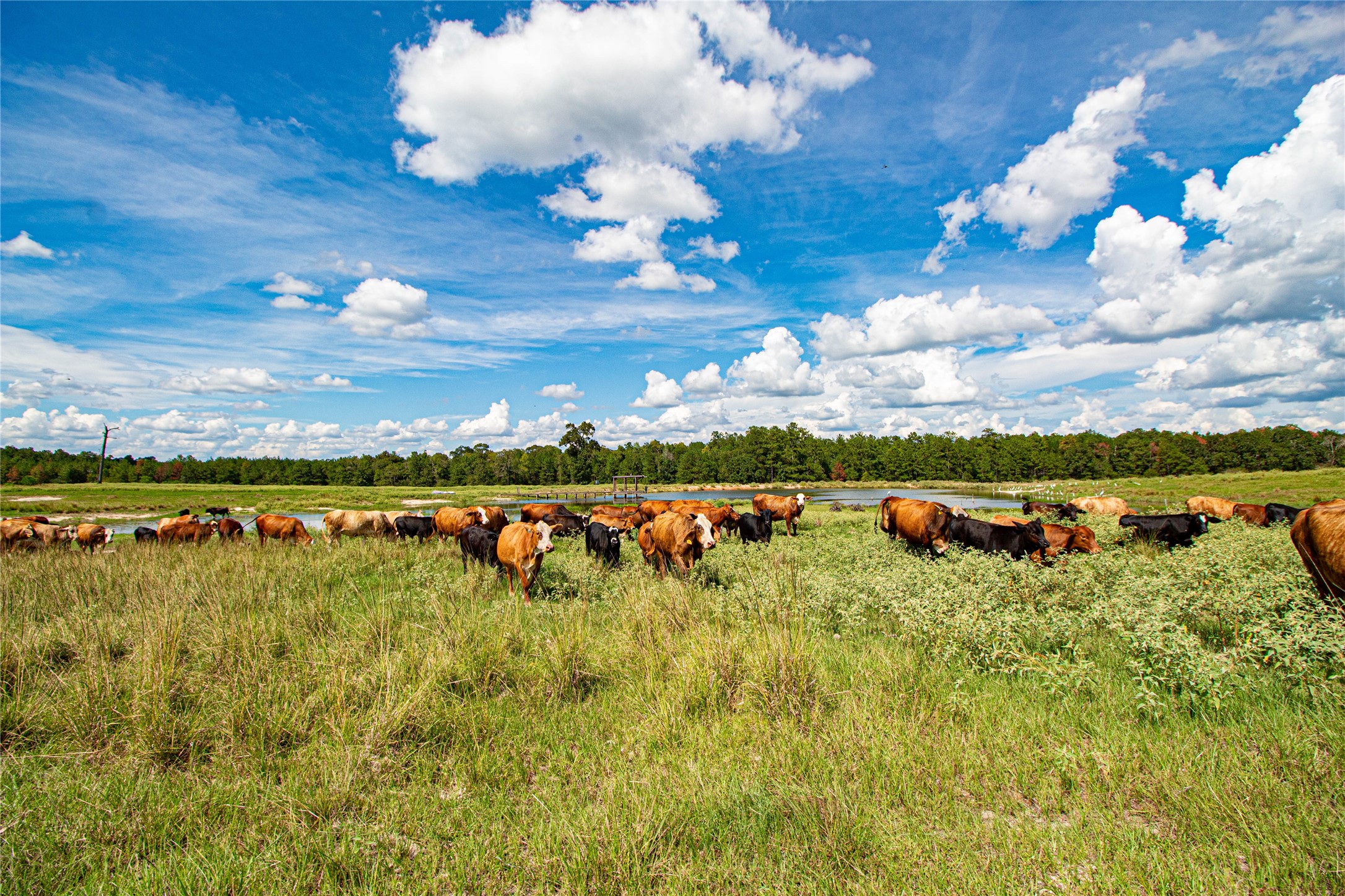 20720 Highway 59 Corrigan, TX 75939 - Photo 36 of 50 a view of a lake with houses