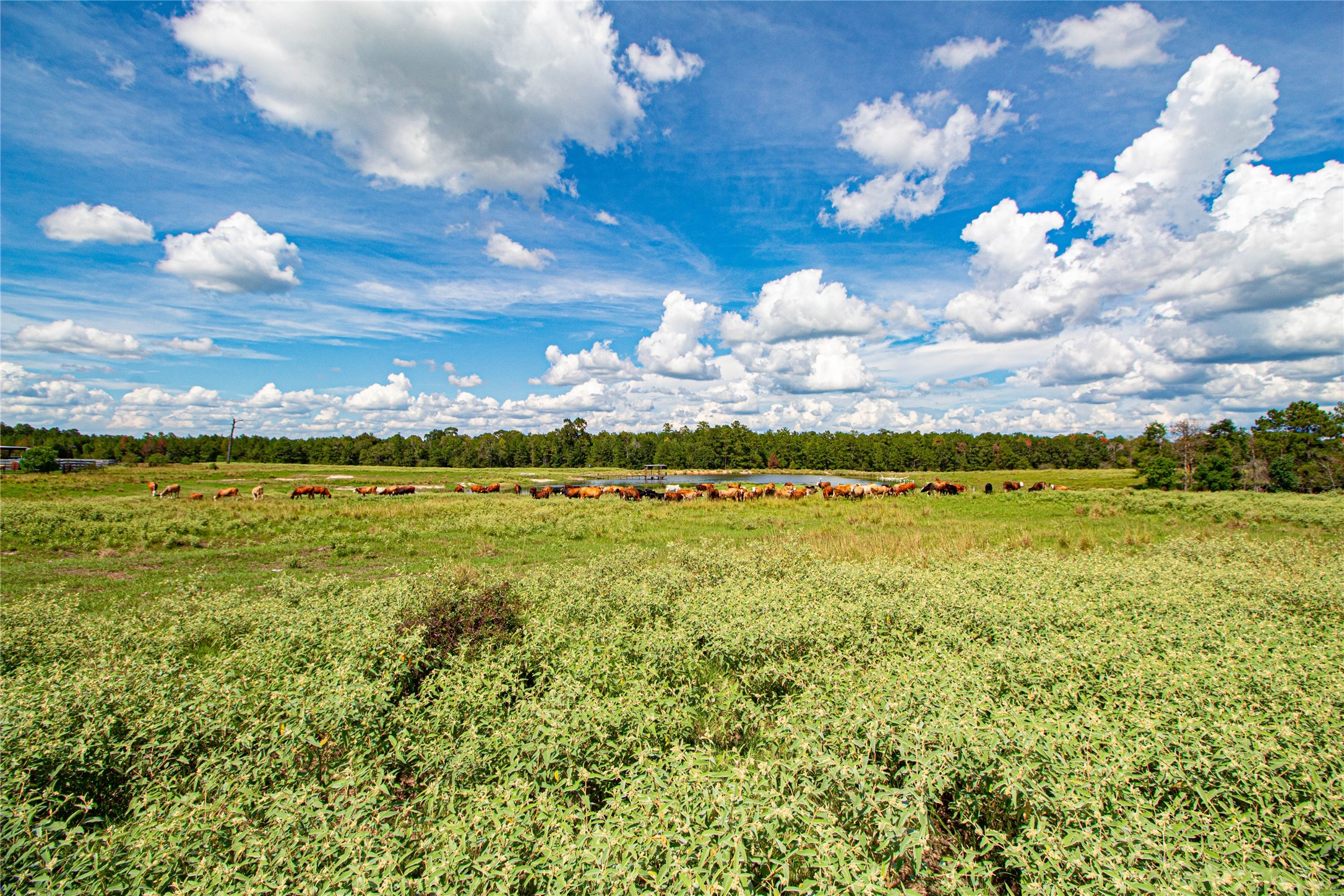 20720 Highway 59 Corrigan, TX 75939 - Photo 38 of 50 a view of a big yard with swimming pool plants and large tree