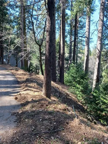 a view of a tree in the forest