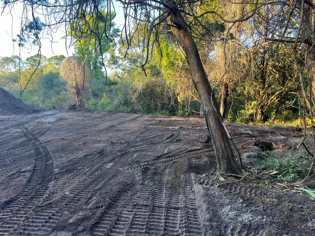 a view of a yard with a tree