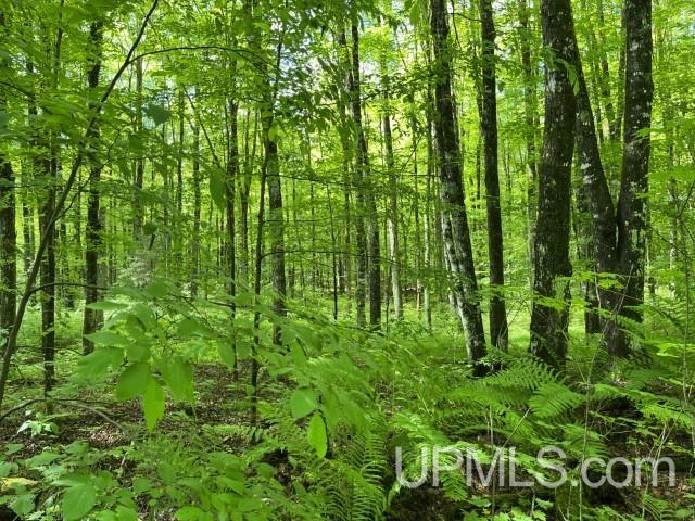 40-acres New DNR Road Crystal Falls, MI 49920 - Photo 23 of 46