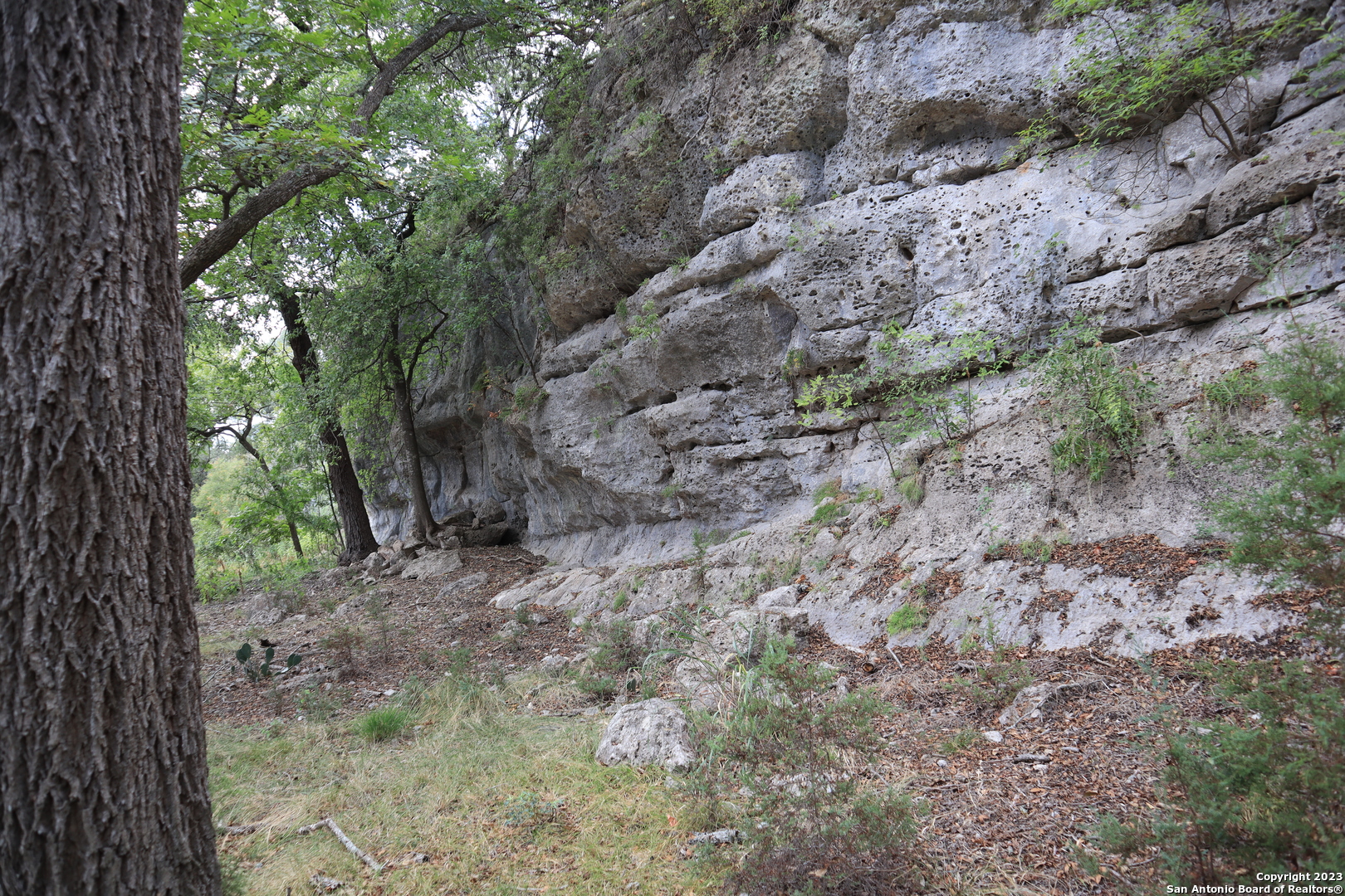 0 Clearwater Canyon Road Bandera, TX 78003 - Photo 6 of 9 a view of a forest with trees