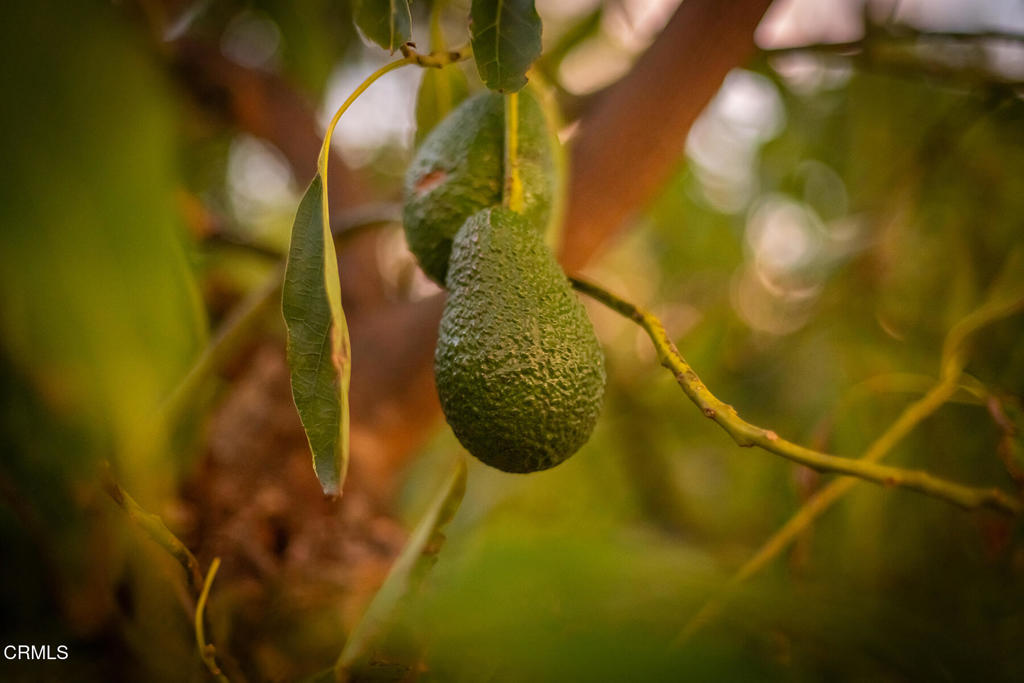 0 Fillmore Street Fillmore, CA 93015 - Photo 9 of 17 a view of a plant