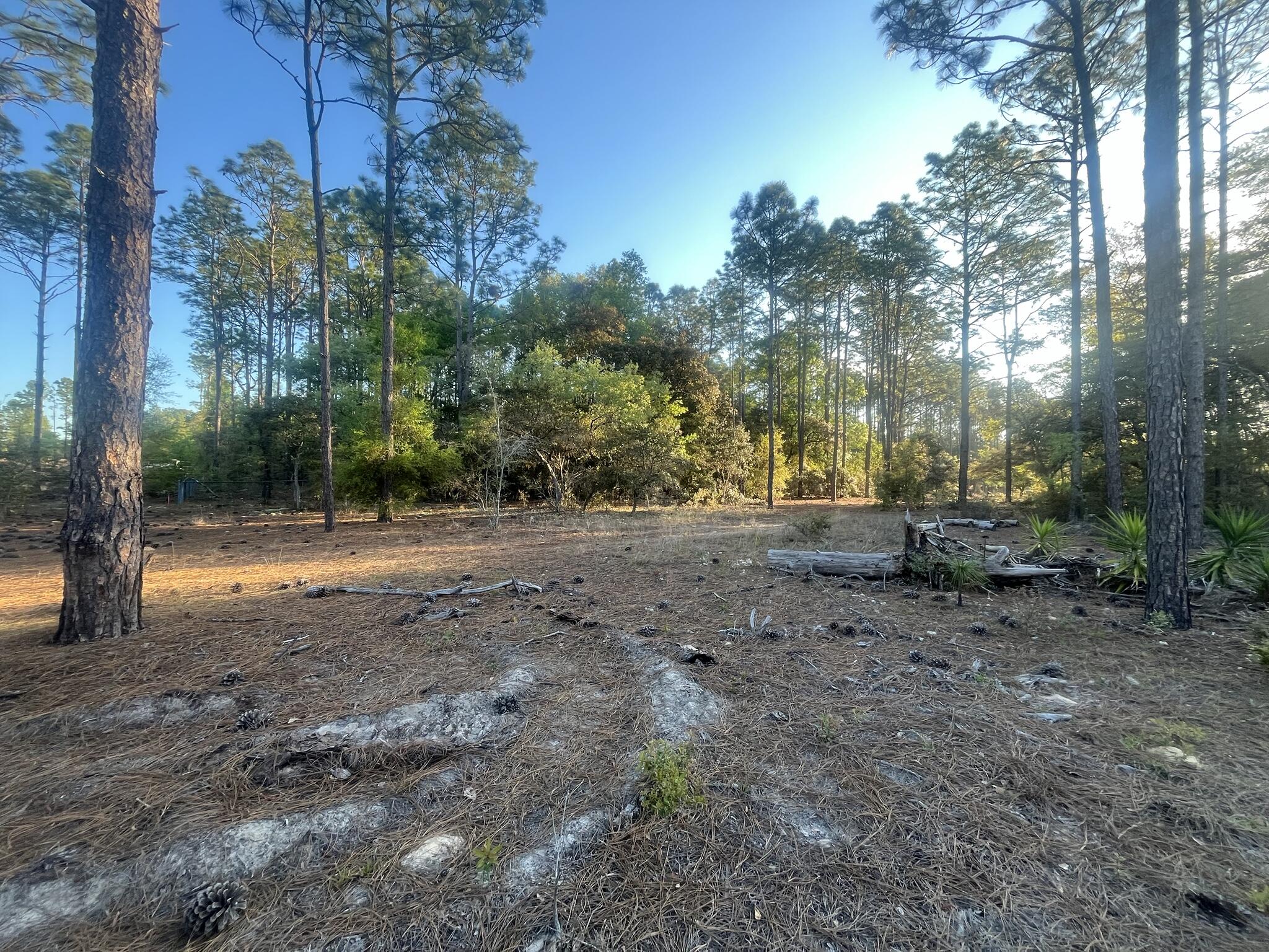 0 204th Dunnellon, FL 34431 - Photo 13 of 15 IMG_6457_6