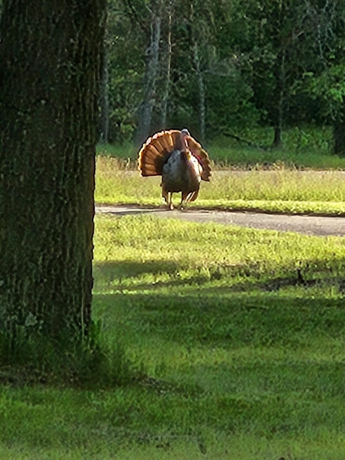 W6403 23rd Street Necedah, WI 54646 - Photo 12 of 88