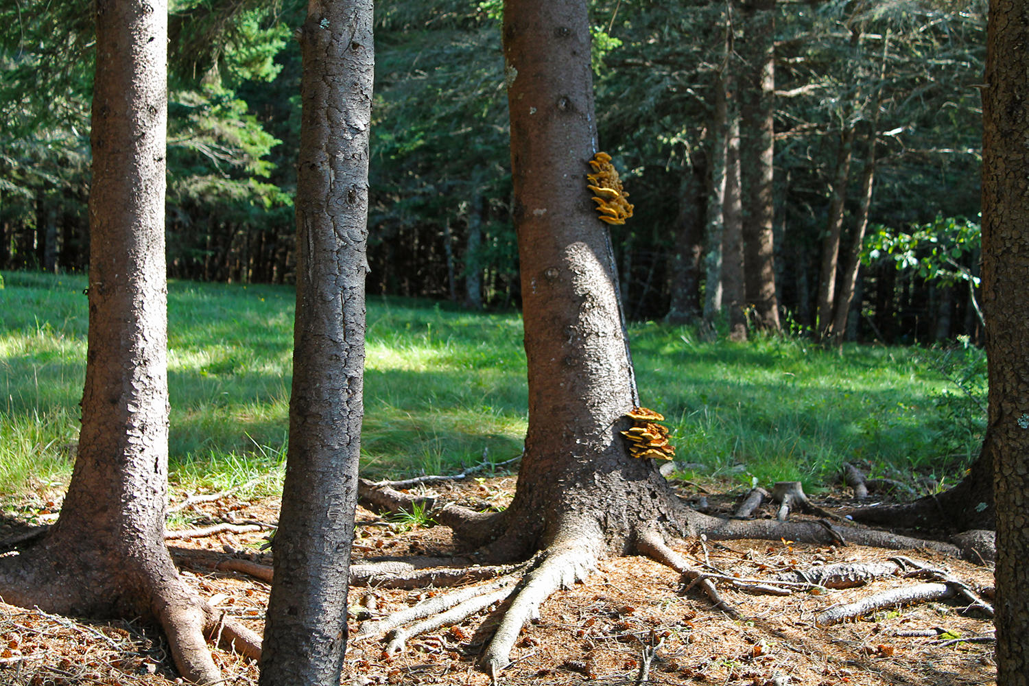 113 Lopaus Point Road Bernard, ME 04612 - Photo 23 of 23 TreesFungus